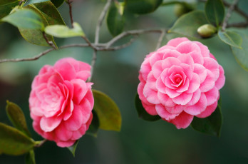 Картинка цветы камелии розовая камелия макро