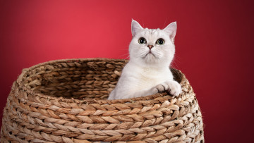 Картинка белый+кот животные коты кот животное фауна взгляд
