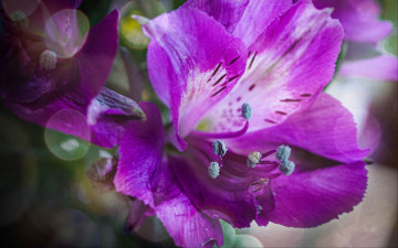 Картинка цветы альстромерия лиловая макро