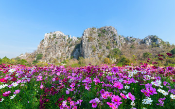 Картинка цветы космея горный луг разноцветная