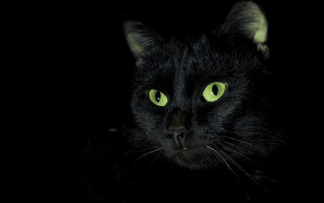 Обои картинки фото черный кот, животные, коты, кот, животное, фауна, взгляд, фон