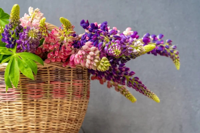 Обои картинки фото цветы, люпин, корзинка, разноцветный