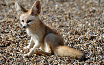Картинка животные лисы рыжий уши фенек