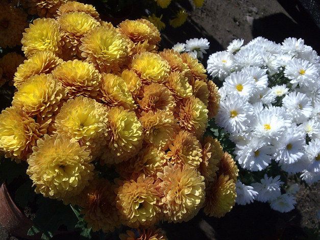 Обои картинки фото цветы, хризантемы, осенние, желтые, белые