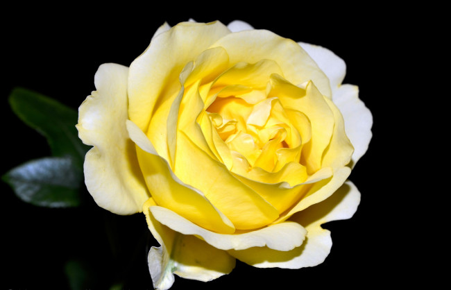 Обои картинки фото цветы, розы, желтый, большой