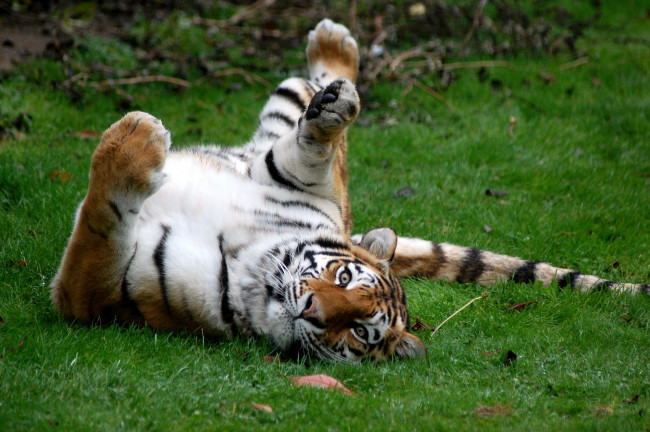 Обои картинки фото животные, тигры, взгляд, живот, игра