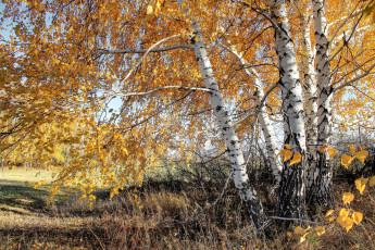 Картинка природа деревья осень березы