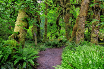 Картинка природа лес папоротники стволы мох