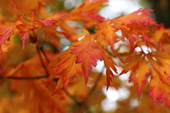 Картинка природа листья осень красные паучок