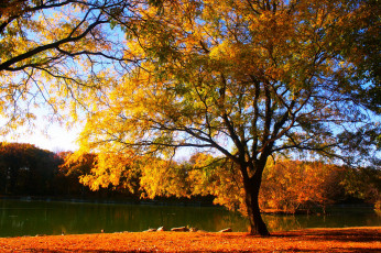 Картинка природа реки озера листва осень река деревья