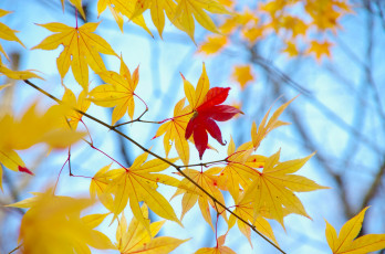 Картинка природа листья осень желтые