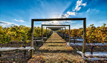 Картинка природа поля поле бревенчатые арки дорожка лоза виноградник