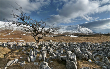 Картинка природа камни минералы дерево трава предгорье снег