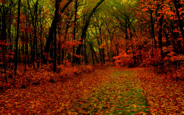 Картинка природа дороги листва тропинка осень лес