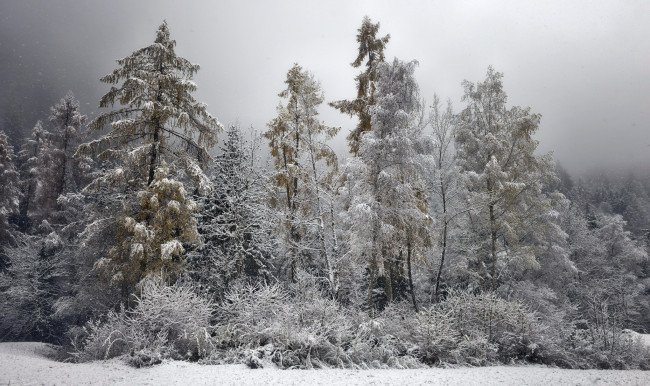 Обои картинки фото природа, зима, кустарник, иней, деревья, лес, снег