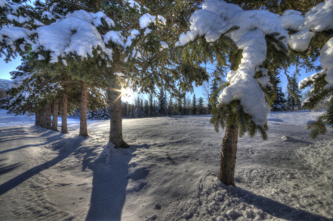 Обои картинки фото природа, зима, снег, лес, ветви, дорога