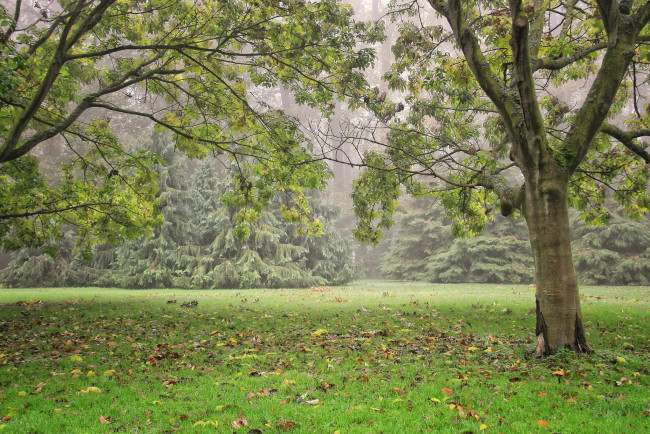 Обои картинки фото бельгия, фландрия, meise, природа, деревья, парк, трава, туман, ели