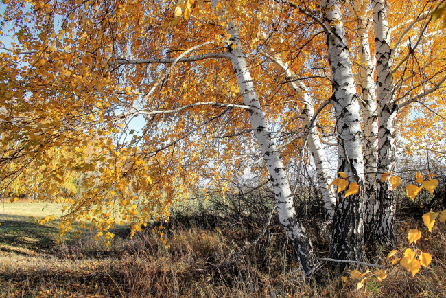 Обои картинки фото природа, деревья, осень, березы