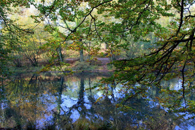 Обои картинки фото природа, реки, озера, отражение, ветви, листва, лес, река