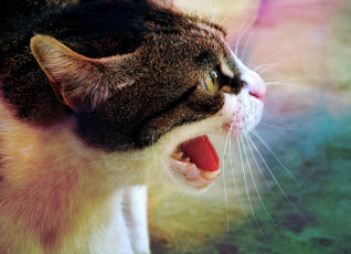 Картинка животные коты пасть оскал кот зубы усы