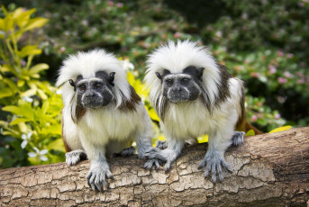 Картинка животные обезьяны окраска взгляд эдипов тамарин