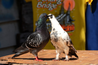 Картинка животные голуби лето пара птицы
