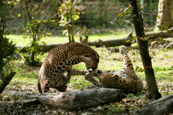 Картинка животные Ягуары пара кошки зоопарк игра драка