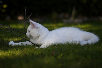 Картинка животные коты игра трава белый кот
