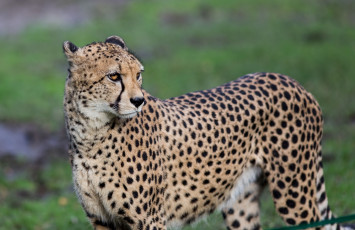 Картинка животные гепарды пятна морда кошка хищник грация