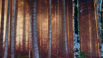 Картинка природа лес деревья стволы свет ветки