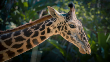 Картинка животные жирафы профиль шея пятна морда