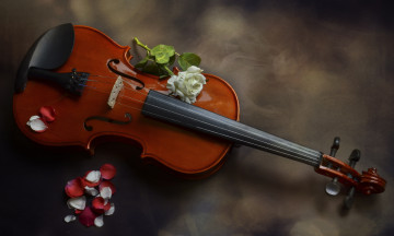 Картинка музыка -музыкальные+инструменты скрипка роза