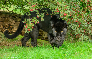 Картинка животные пантеры ягуар трава кошка хищник мощь морда листва чёрный зелень зоопарк лето ягоды ветки