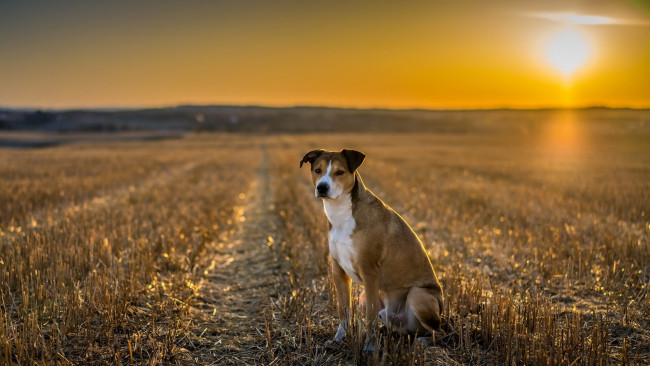 Обои картинки фото животные, собаки, закат, поле, собака, взгляд