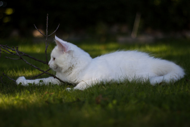Обои картинки фото животные, коты, игра, трава, белый, кот