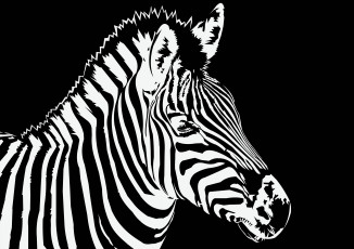 Картинка векторная+графика животные+ animals зебра