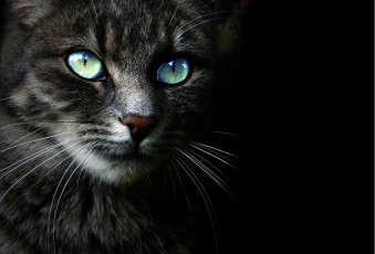 Картинка животные коты черный фон взгляд морда кошка кот