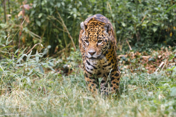 Картинка животные Ягуары зоопарк прогулка кошка заросли