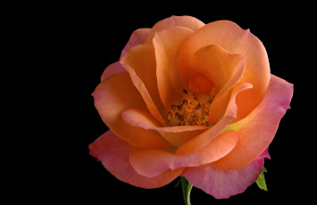 Картинка цветы розы черный фон роза