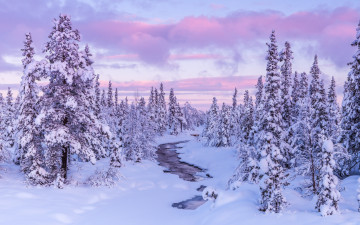 Картинка природа зима облака ели лес река снег
