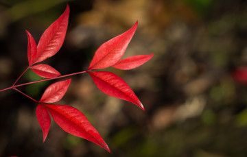 Картинка природа листья красные фон