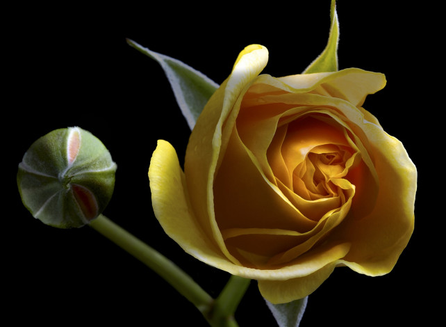 Обои картинки фото цветы, розы, макро, лепестки, роза, бутон