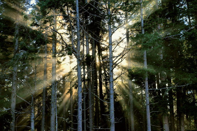 Обои картинки фото природа, лес, лучи, свет, деревья