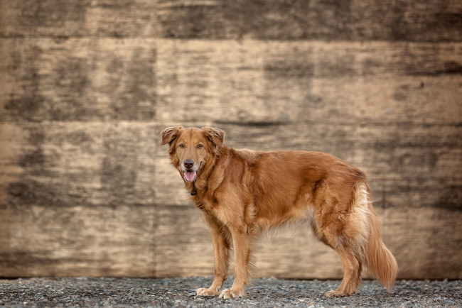 Обои картинки фото животные, собаки, золотистый, ретривер, пёс, стена