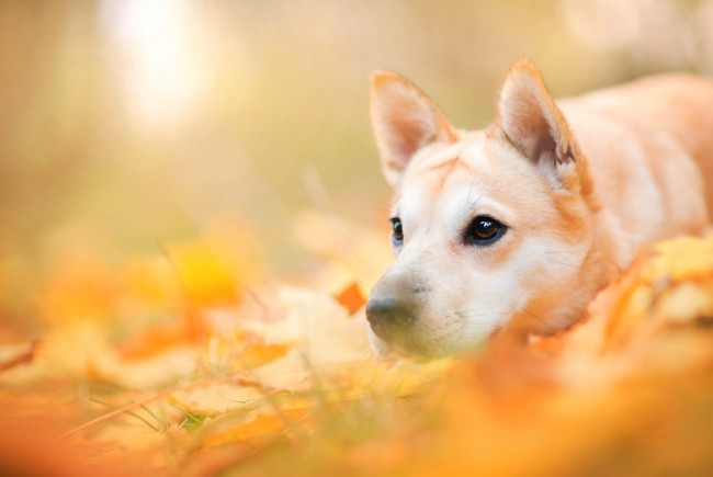 Обои картинки фото животные, собаки, собака, животное, природа, морда, пёс, листья, осень
