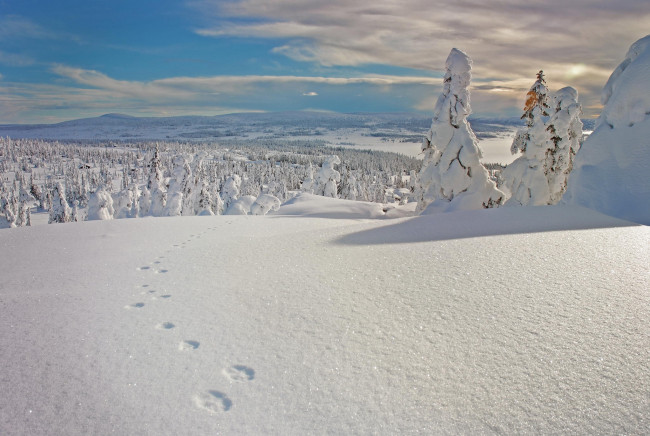 Обои картинки фото природа, зима, деревья, снег, пейзаж