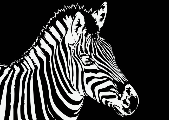 Обои картинки фото векторная графика, животные , animals, зебра