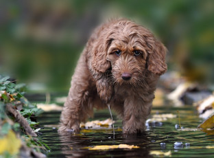 Картинка животные собаки вода взгляд собака