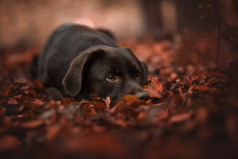 Картинка животные собаки листья осень морда листва боке собака