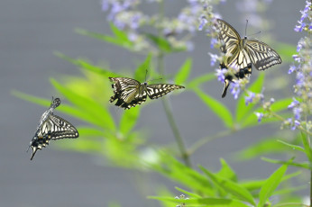 Картинка животные бабочки +мотыльки +моли